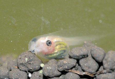 蝌蚪有透明的吗