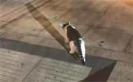 猫咪缺钙会有什么症状