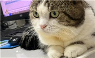 猫传腹的母鸡蹲是什么样子