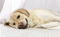 犬瘟热疫苗咋打