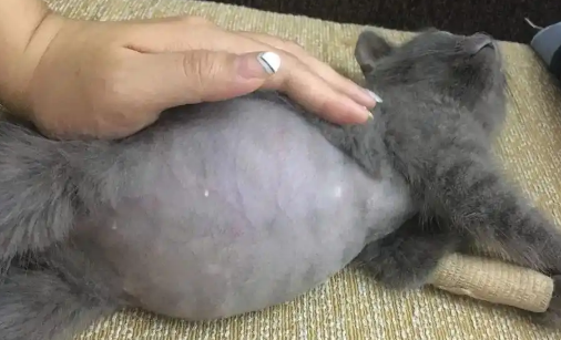 猫干性传腹的症状及治疗