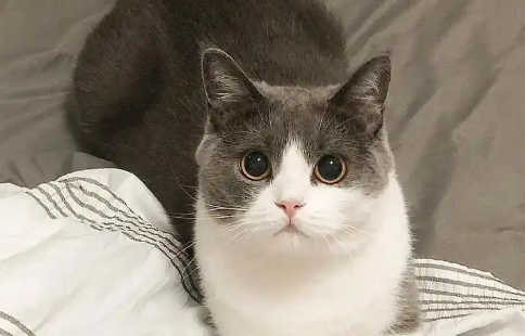 猫咪心脏病的早期症状