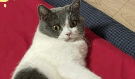 小猫多大需要挤肛门腺呢
