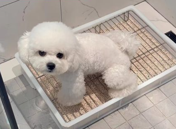 狗厕所有必要吗?哪种实用? 狗厕所有必要吗?哪种实用?