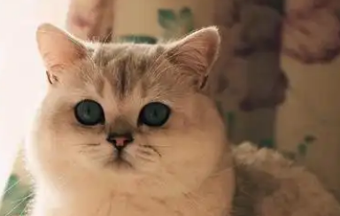 猫咪的水多久换一次合适