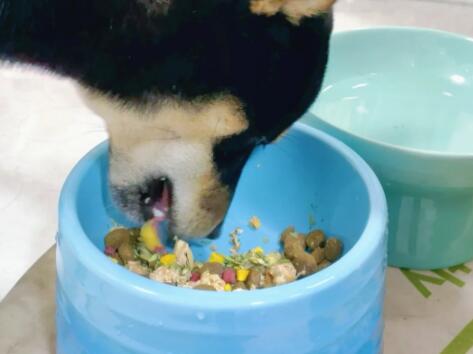 狗子可以吃人类的哪些食物