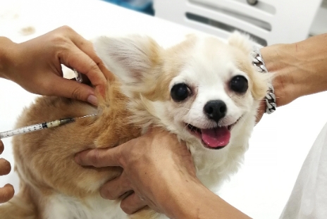 细小传染给狗是什么途径