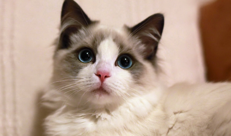 猫眼角白色的肉跑出来了