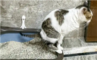 猫咪正常的粪便和软便有什么不同