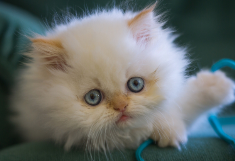 猫口腔溃疡会自愈吗