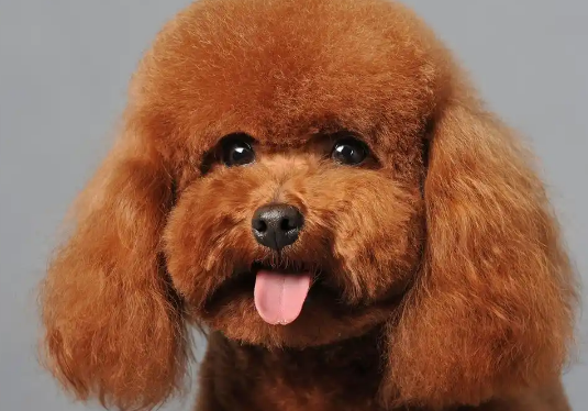 揭开泰迪犬的神秘面纱,看看它有多迷人 揭开泰迪犬的神秘面纱,看看它有多迷人