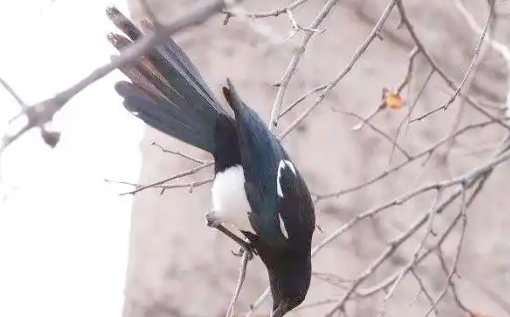 养喜鹊有什么不吉利