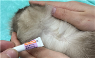 猫咪绝育前后可以驱虫吗？