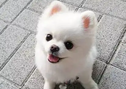 狗狗把尾巴咬出血还在继续咬