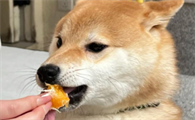 狗狗可以吃橘子啊