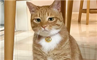 猫咪内分泌失调怎么办
