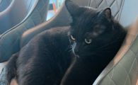 猫咪没精神一直睡觉怎么回事