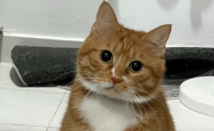 猫尿不出来怎么在家治疗
