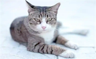 猫腹泻吃什么药
