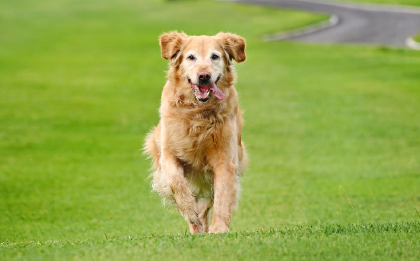 引领公益创新,助力流浪动物获“新生” 引领公益创新,助力流浪动物获“新生”