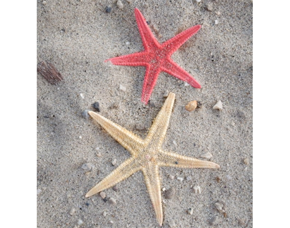 海星的特点和本领 海星的特点和本领