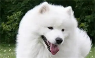 狗狗太热了怎么降温比较好