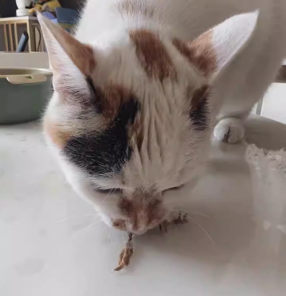 小猫能吃什么零食?这5款能让喵主子舔出火星子 小猫能吃什么零食?这5款能让喵主子舔出火星子