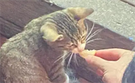 猫猫能不能吃面包