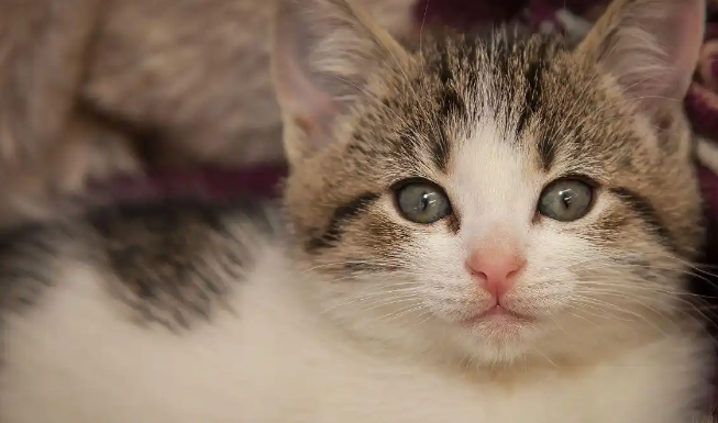 猫能吃面包么为什么 猫能吃面包么为什么