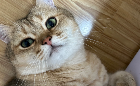 猫咪可以喝椰子水吗 猫咪可以喝椰子水吗