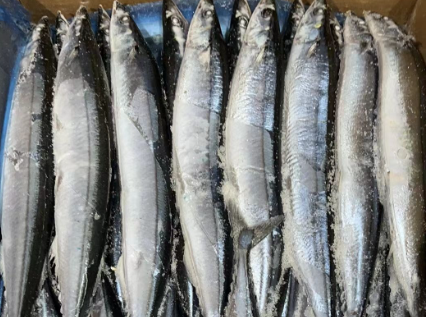 秋刀鱼就是刀鱼吗 秋刀鱼就是刀鱼吗