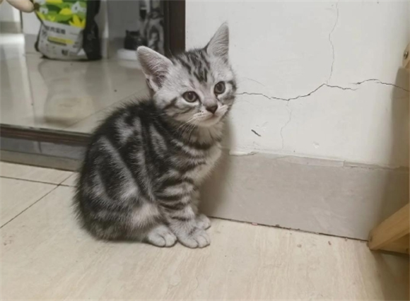 一个月猫咪吃什么