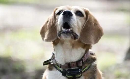 拉布拉多犬的致命缺点,速来看看 拉布拉多犬的致命缺点,速来看看