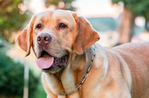 拉布拉多怕冷吗?从幼犬到老年:抗寒能力变化解析+实操保暖指南 拉布拉多怕冷吗?从幼犬到老年:抗寒能力变化解析+实操保暖指南