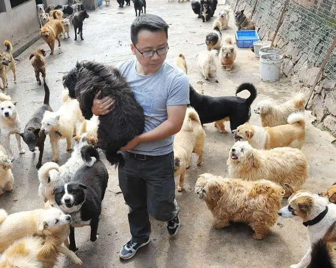 2025救助上海的流浪猫狗,需要个人行动与社区、专业组织的协作 2025救助上海的流浪猫狗,需要个人行动与社区、专业组织的协作