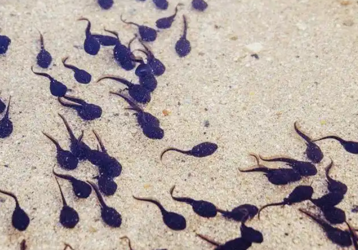 蝌蚪有寄生虫吗 蝌蚪有寄生虫吗