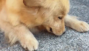 主人抓了只蝉给金毛玩,金毛一口吃掉了 主人抓了只蝉给金毛玩,金毛一口吃掉了