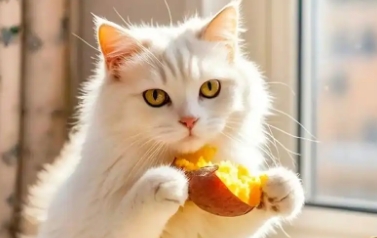 猫可以吃红薯吗