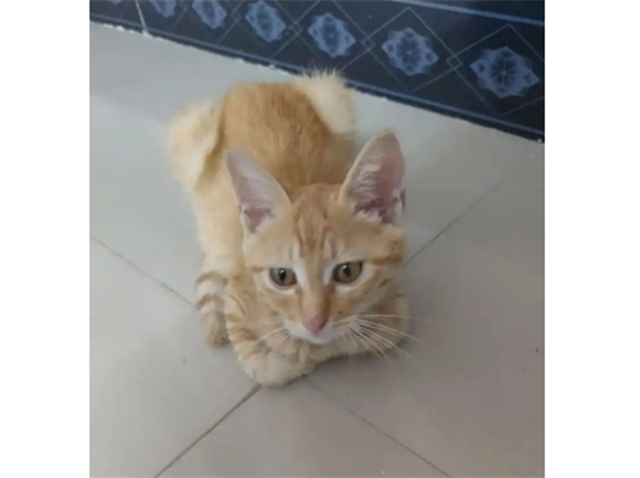 猫咪退烧药有哪些呢