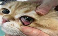 猫猫眼睛发炎是怎么样的