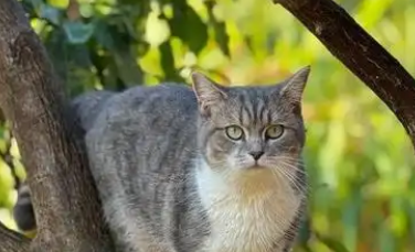 猫咪掉毛严重怎么办有啥解决方法