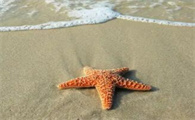 海星烤着吃怎么吃