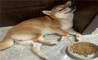 怎样判断狗狗是否缺钙