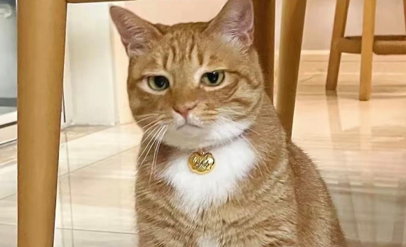 猫咪内分泌失调怎么办