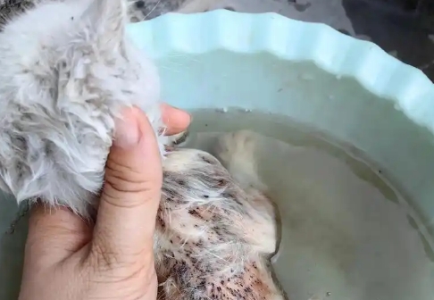 未满一个月的小猫有跳蚤