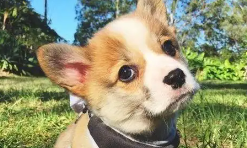 养威尔斯柯基犬的4大“禁忌”,有些事真不能犯! 养威尔斯柯基犬的4大“禁忌”,有些事真不能犯!