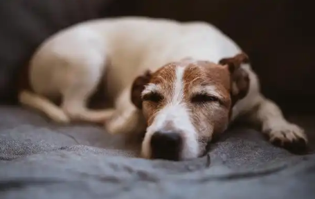狗跳蚤繁殖速度有多快 狗跳蚤繁殖速度有多快