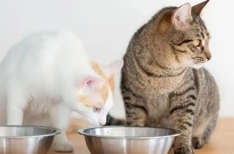 猫可以喝豆奶粉不