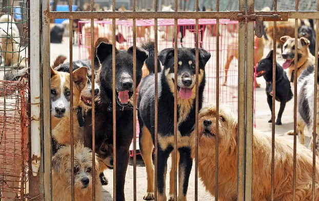 2025救助上海的流浪猫狗,需要个人行动与社区、专业组织的协作 2025救助上海的流浪猫狗,需要个人行动与社区、专业组织的协作