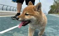 幼犬什么时候可以出去溜